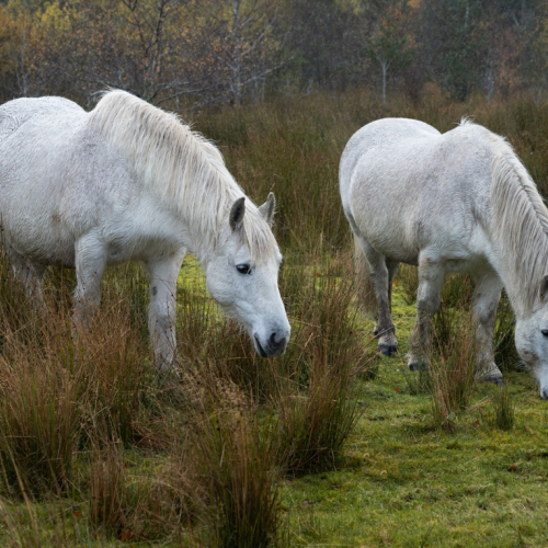  DSC0373 Highland Ponies Coulin Estate 0373 Edit